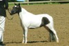 Royal Image 