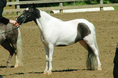 Royal Image