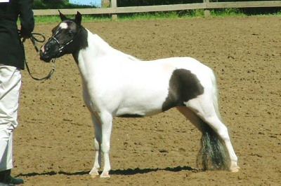 Royal Image 
